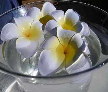 Monthly Flower Delivery on Wedding Decorations   Floating Frangipani Flowers   4     Party